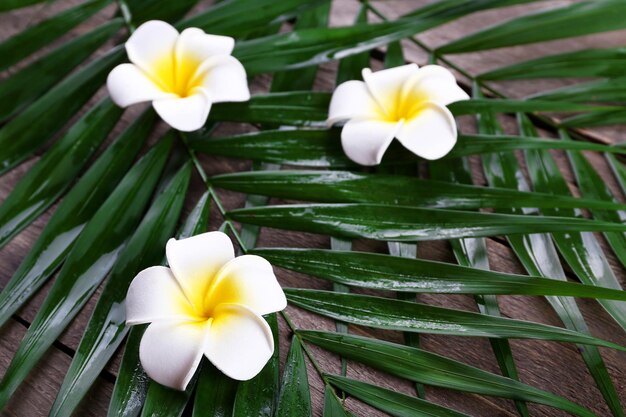 Belle composition de fleur de frangipanier avec des feuilles de palmier sur fond de bois se bouchent