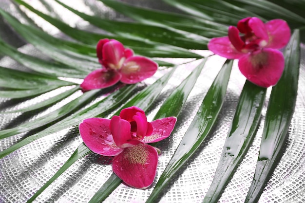 Photo belle composition d'orchidée pourpre sur les feuilles de palmier se bouchent