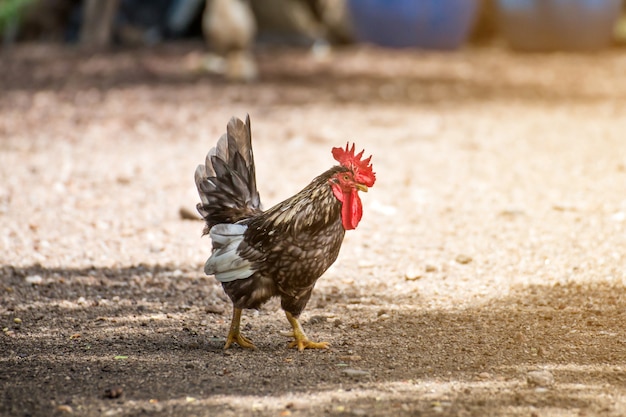 Belle coq et poule sur fond de nature