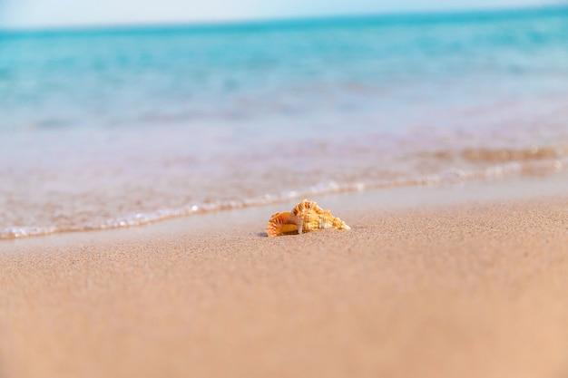 Belle coquille au bord de la mer