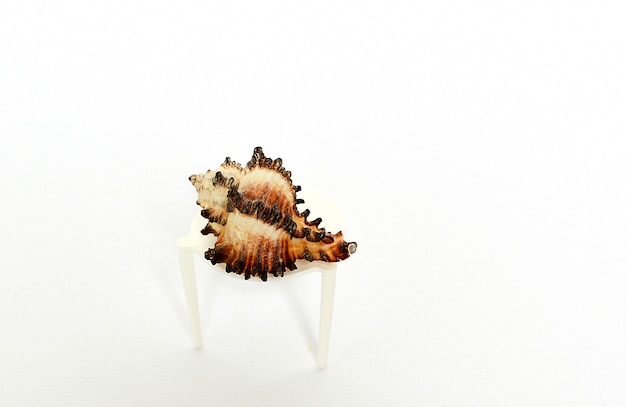 Belle coquille sur une petite table sur un fond blanc.