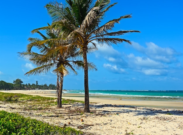 Belle côte africaine pittoresque Diani au Kenya