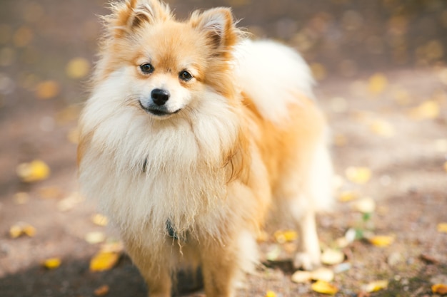 Belle couleur orange spitz poméranien