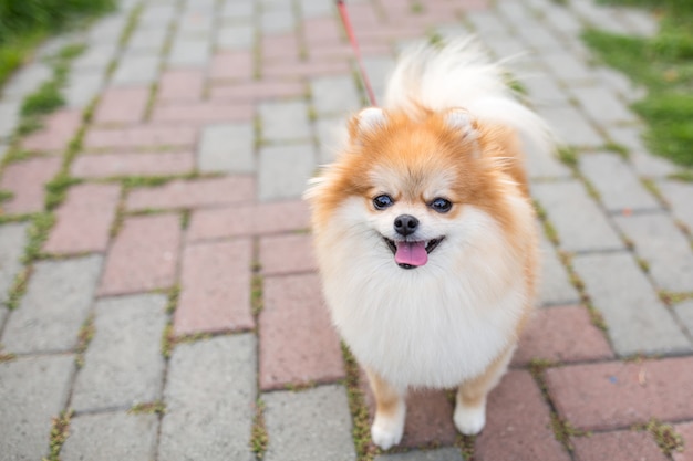 Belle couleur orange spitz poméranienne.