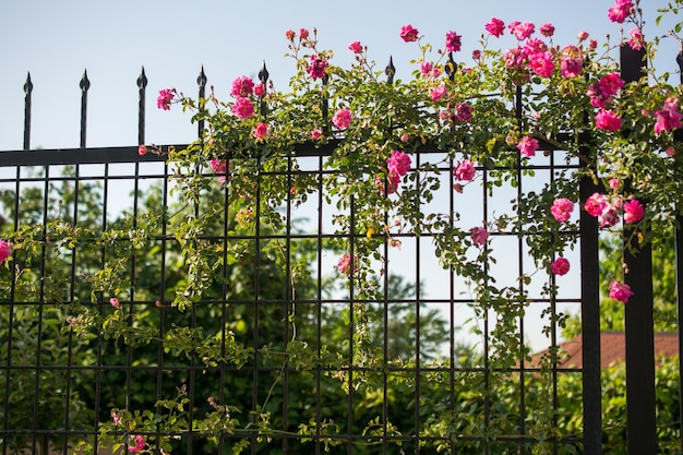 Belle couleur rose