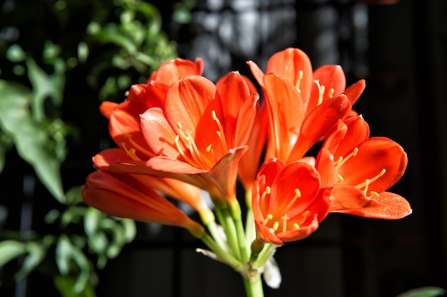 Belle couleur rouge de fleur d'alstromeria comme fond naturel floral