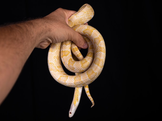 Belle couleuvre hybride, croisement de deux espèces, serpent des blés et couleuvre obscure.