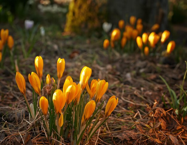 Belle crocus Les tiges de crocus à croissance basse poussent des fleurs orange souterraines symbolisant la renaissance, le changement, la joie et la dévotion romantique Belles fleurs orange sauvages poussant dans la forêt ou les bois