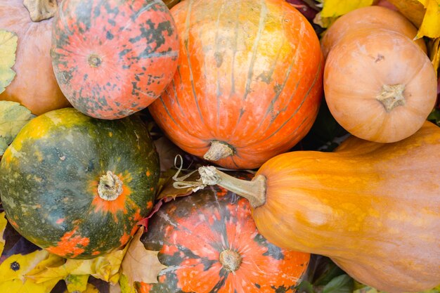 Belle décoration de citrouille et de feuillage d'automne pour Halloween.