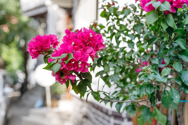 belle décoration des détails de la façade de la maison avec des fleurs et des couleurs