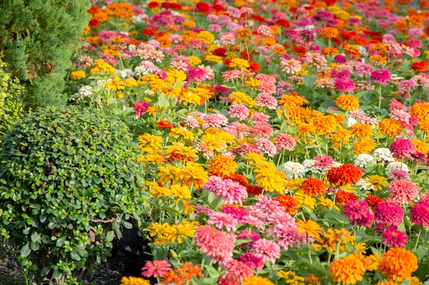 Belle décoration florale dans le jardin.