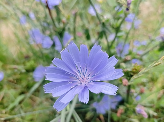 belle, délicat, frais, bleu, fleur, chicorée, à pied, reste, nature, à l’extérieur