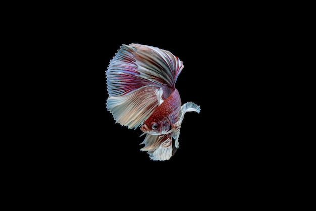 Belle demi-lune blanche et rouge Betta splendens, poisson de combat siamois ou Pla-kad en poisson populaire thaïlandais en aquarium.