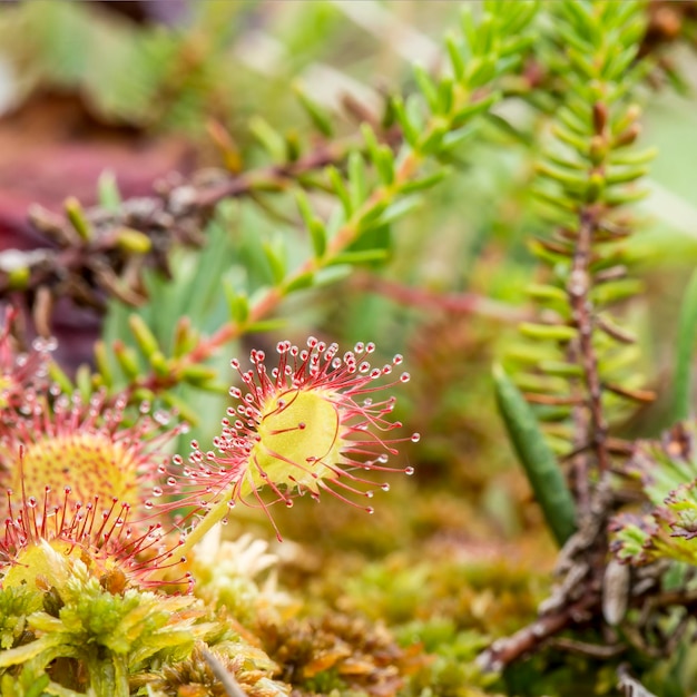 Belle droséra à feuilles rondes Drosera rotundifolia est une plante carnivore sur un marais