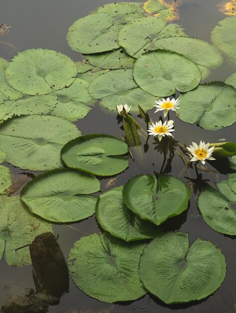 Belle eau de nénuphar capturée dans une piscine avec orientation paysage et sera toujours mon moment agréable