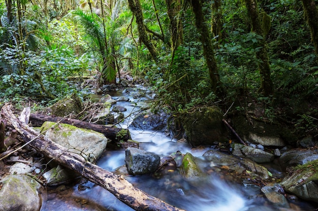 Belle eau de ruisseau qui coule dans la forêt tropicale. Costa Rica, Amérique centrale