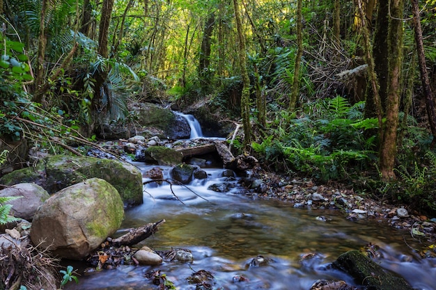 Belle eau de ruisseau qui coule dans la forêt tropicale. Costa Rica, Amérique centrale