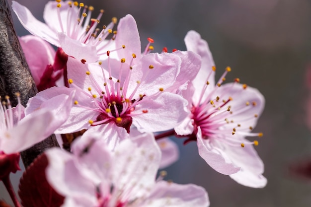 Belle éclairée par la lumière du soleil des fleurs de cerisier fraîches au printemps