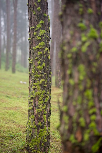 Belle écorce de pin dans la forêt de pins avec de la mousse