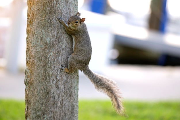 Belle écureuil gris sauvage grimpant sur le tronc d'un arbre dans le parc de la ville d'été
