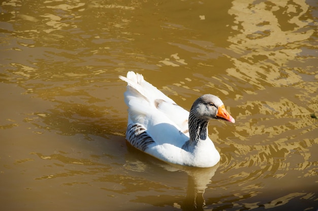 Belle espèce d'oie allemande nageant par temps ensoleillé dans le lac d'eau jaune