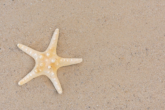 Une belle étoile de coquillage inhabituelle se trouve sur la plage de sable, une bannière, un espace pour le texte