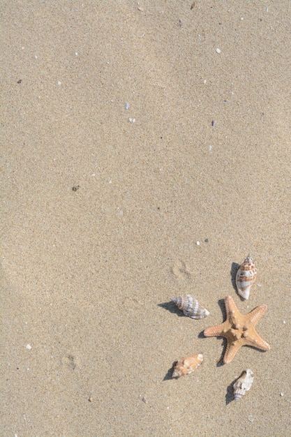 Belle étoile de mer et coquillages sur la plage de sable au-dessus de la vue Espace pour le texte
