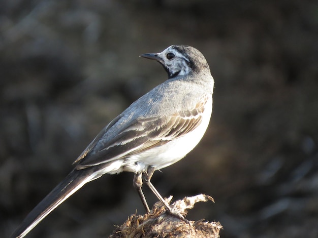 Belle faune avec des oiseaux