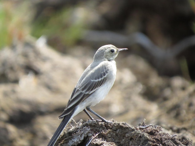 Belle faune avec des oiseaux