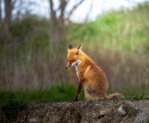 une belle faune