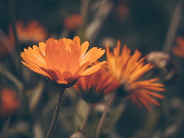 Belle fée fleur magique orange rêveuse