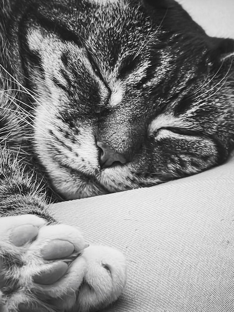 Belle femelle chat tigré à la maison adorable animal domestique portrait noir et blanc