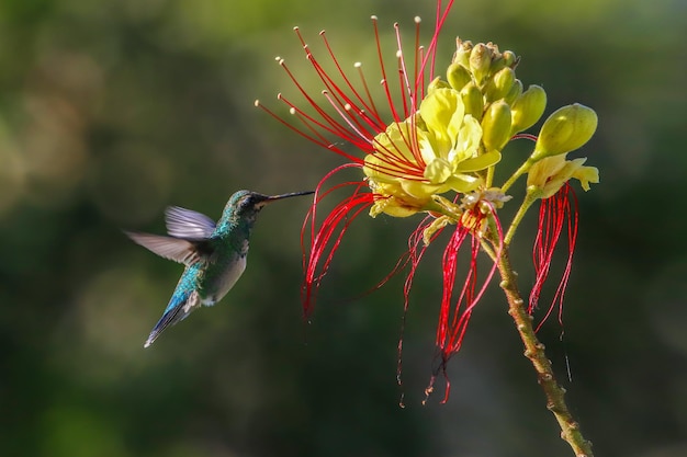 Belle femelle colibri pollinisant des fleurs