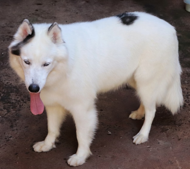 Belle femelle de husky sibérien.