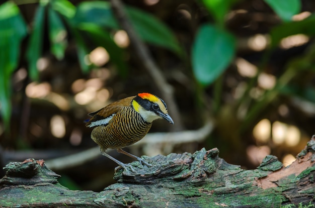 Belle femelle de Pitta malaisienne à bandes (Hydrornis irena)