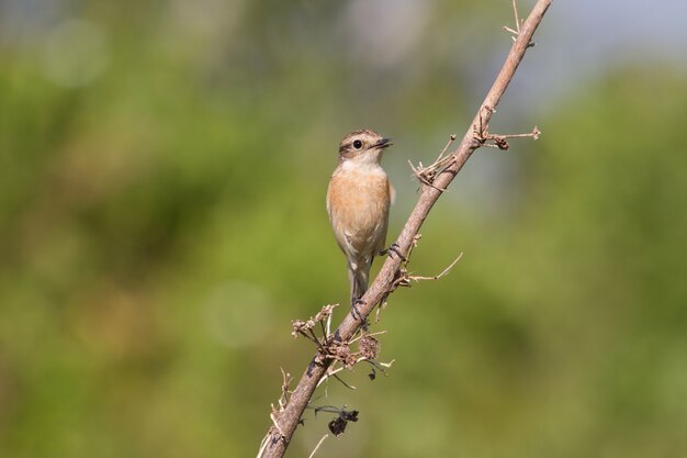 Belle femelle Stonechat orientale dans la nature