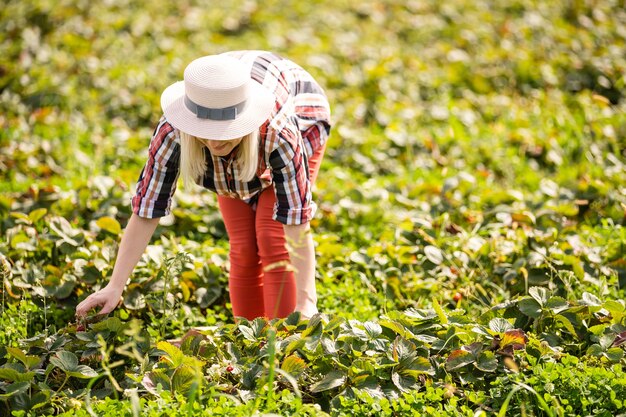 Belle femme mangeant une fraise tout en rassemblant des fraises dans une ferme