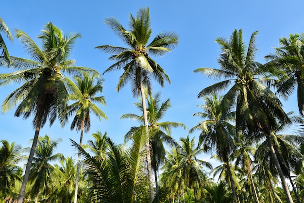 Belle ferme d&#39;arbres de noix de coco sur fond de ciel bleu.