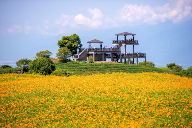 Belle ferme de fleurs d'hémérocalle orange sur la montagne Liushidan Sixty Rock Mountain avec ciel bleu et nuage à Taiwan Hualien Fuli close up copy space