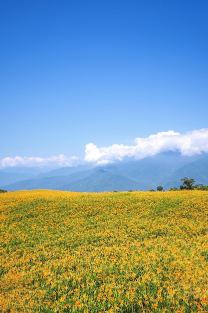 Belle ferme de fleurs d'hémérocalle orange sur la montagne Liushidan Sixty Rock Mountain avec ciel bleu et nuage à Taiwan Hualien Fuli close up copy space