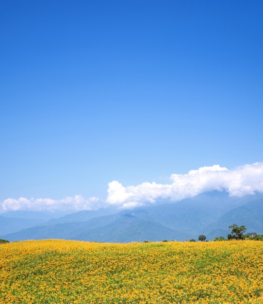 Belle ferme de fleurs d'hémérocalle orange sur la montagne Liushidan Sixty Rock Mountain avec ciel bleu et nuage à Taiwan Hualien Fuli close up copy space