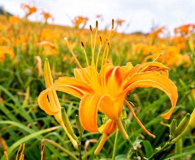 Belle ferme de fleurs d'hémérocalles orange sur la montagne Sixty Rock Mountain Liushidan avec ciel bleu et nuage Fuli Hualien Taiwan close up copy space