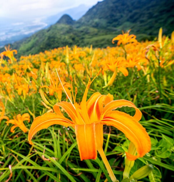 Belle ferme de fleurs d'hémérocalles orange sur la montagne Sixty Rock Mountain Liushidan avec ciel bleu et nuage Fuli Hualien Taiwan close up copy space