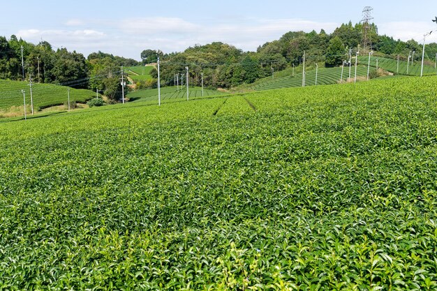 Belle ferme de thé vert