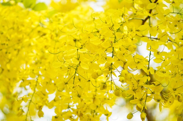 La belle fermer arbre de douche d&#39;or ou fleur de Cassia fistule