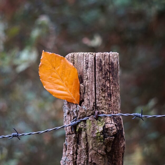 la belle feuille d&#39;arbre brun dans la nature