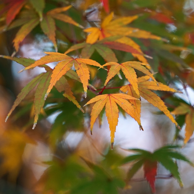 la belle feuille d&#39;arbre brun dans la nature