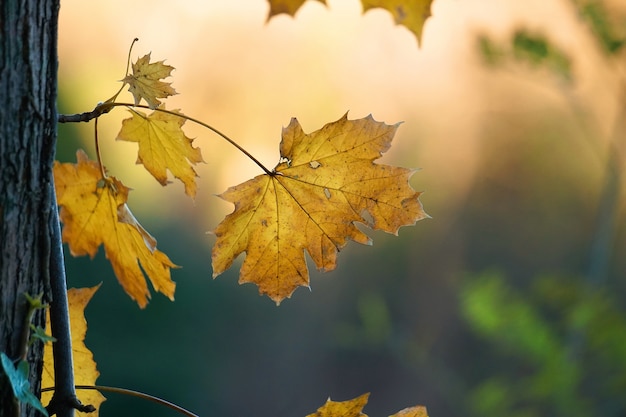 la belle feuille d&#39;arbre brun dans la nature