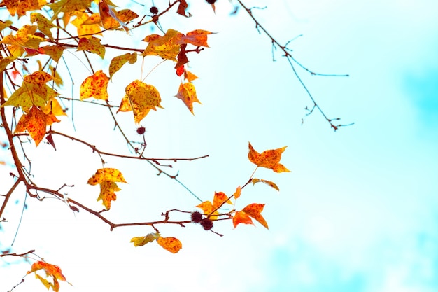 Belle feuille d&#39;automne et fond de ciel en automne, Arbre coloré d&#39;arbres d&#39;érable dans le parc d&#39;automne, Arbres d&#39;automne Feuilles en ton de couleur vintage.