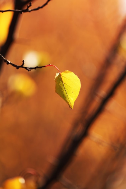 Belle feuille d'automne